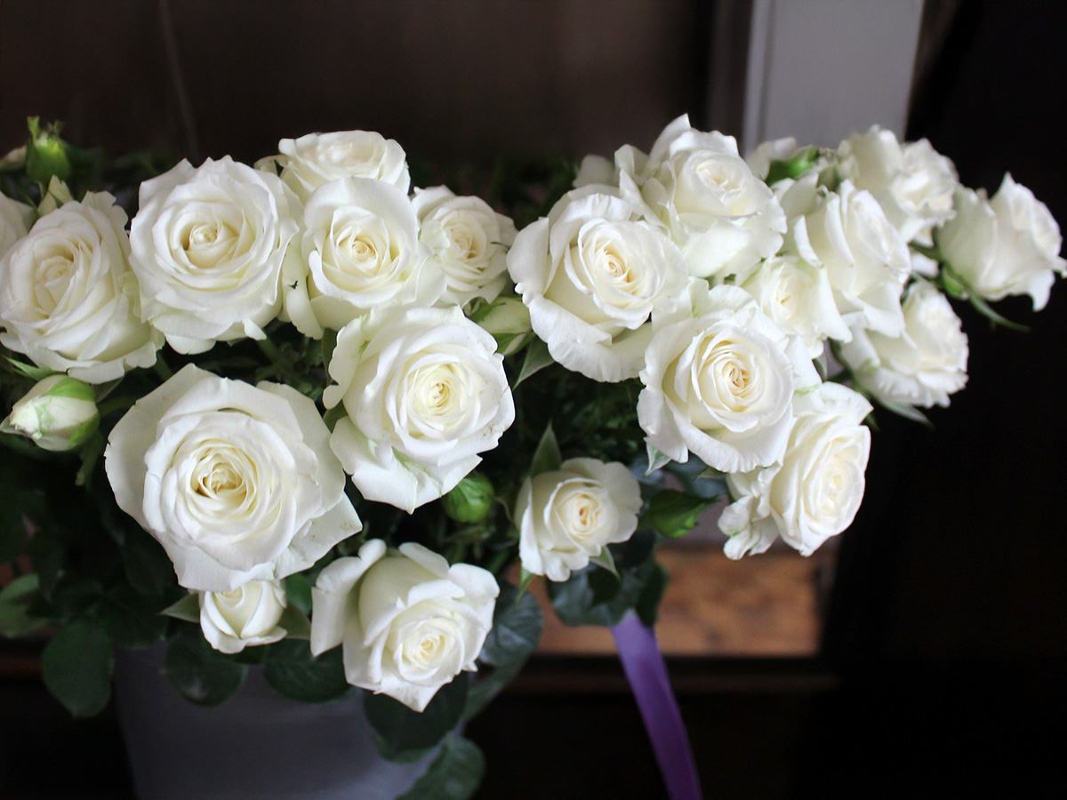 Rose Snowy Blossoms in grey vase