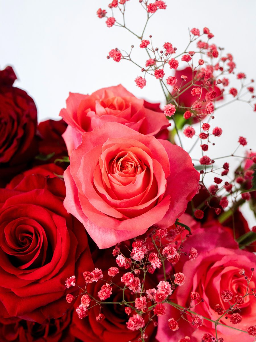 Pink and red valentines day roses by Mystic