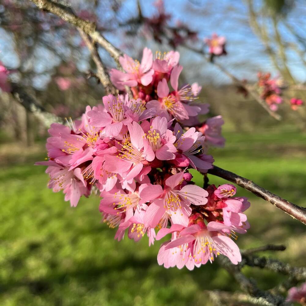 Cherry flower in garden area