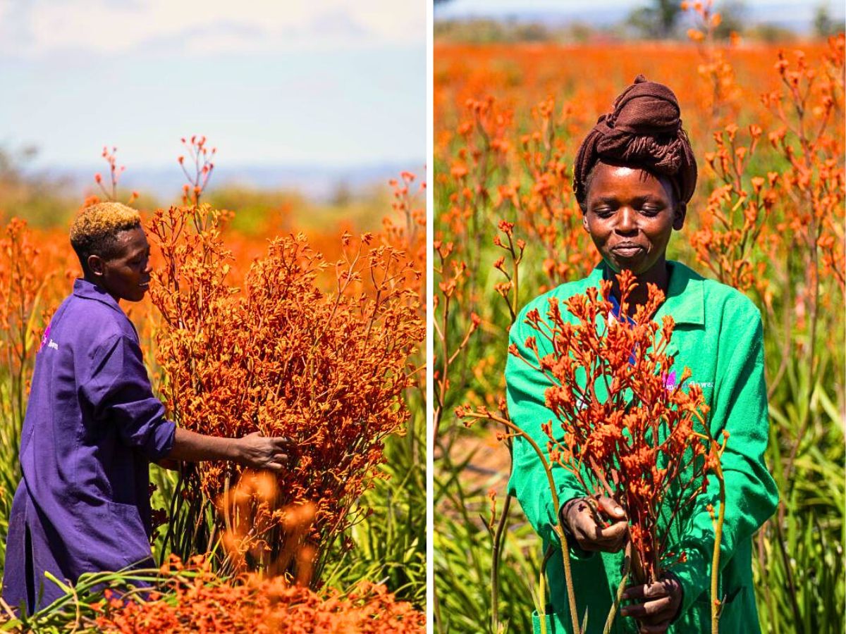  Imani Flowers - A Season of Gratitude and Hope for Continued Partnerships