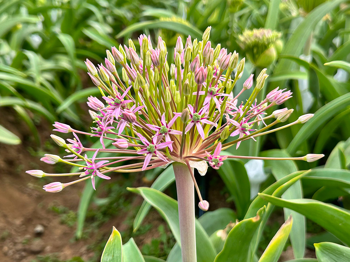 Allium Schubertii Pink by All I Am