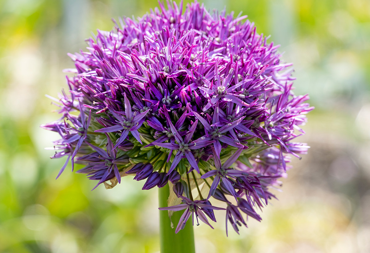 Allium Globemaster by Wouter Koppen