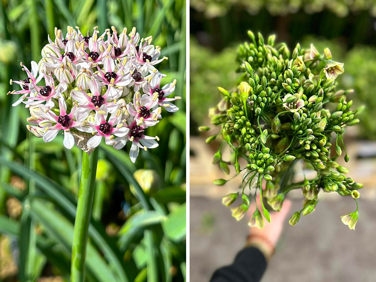 Alliums Silver Spring and Nectaroscordum Siculum