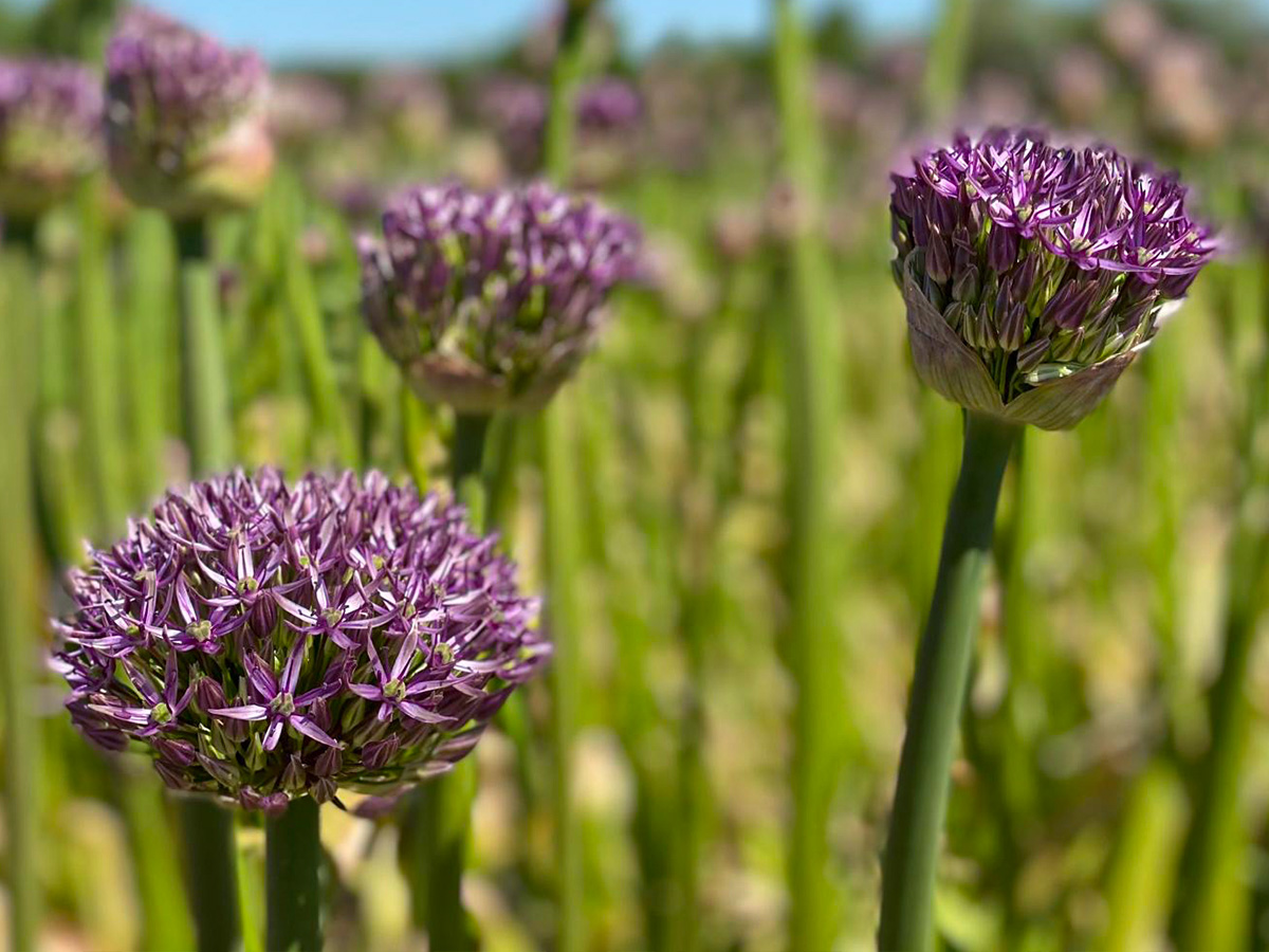 Allium Jackpot by All I Am