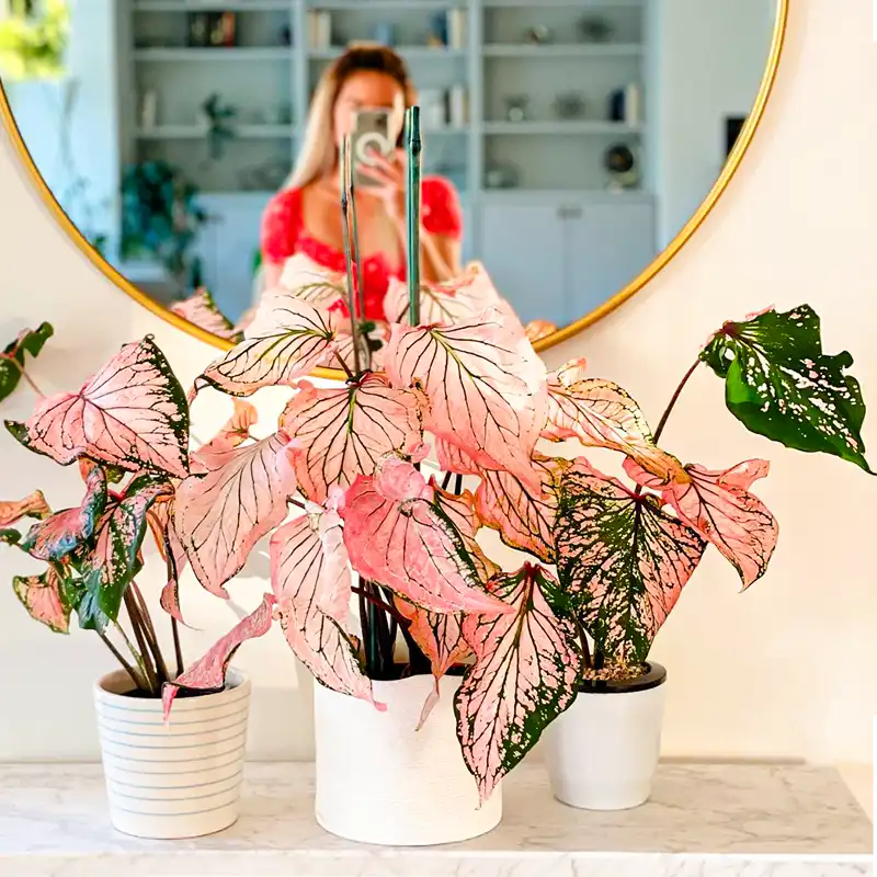 Pink Houseplants That Add a Pop of Color