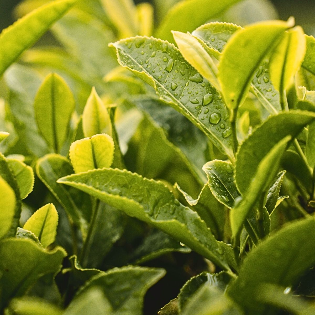 Why Plants Panic When it Rains