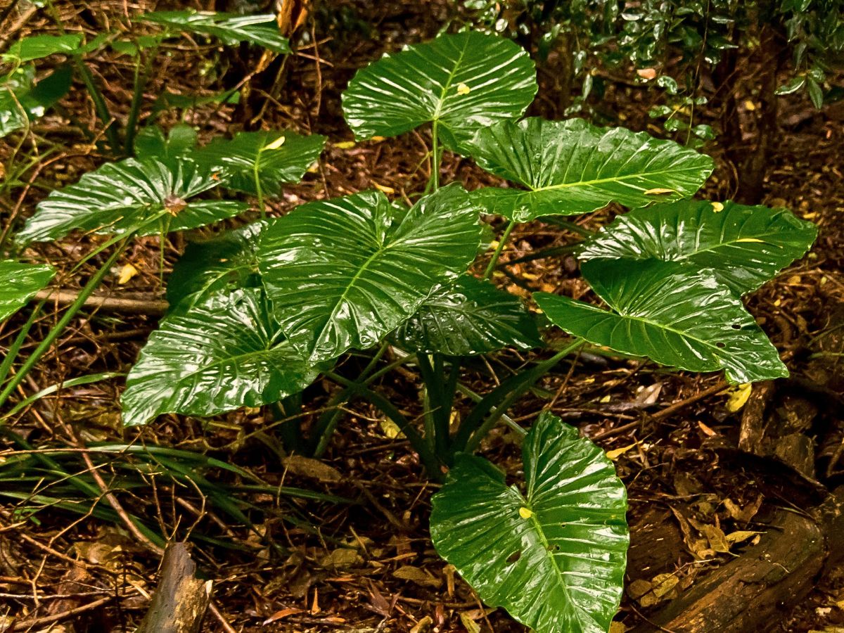 Plants Panic When it Rains