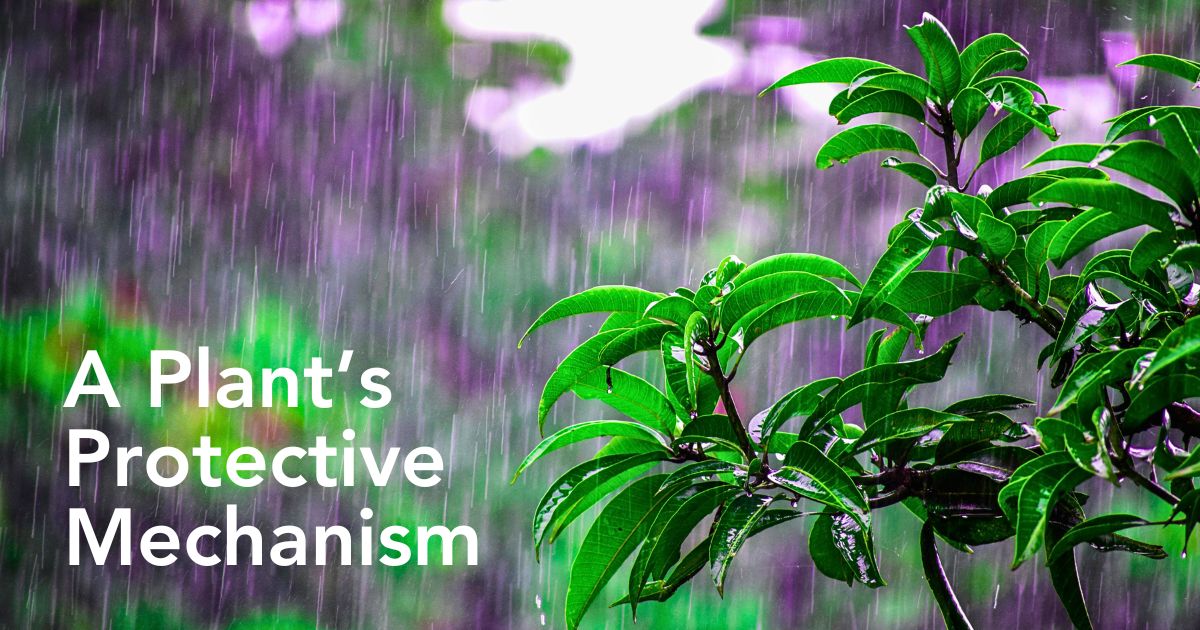 Why Plants Panic When it Rains