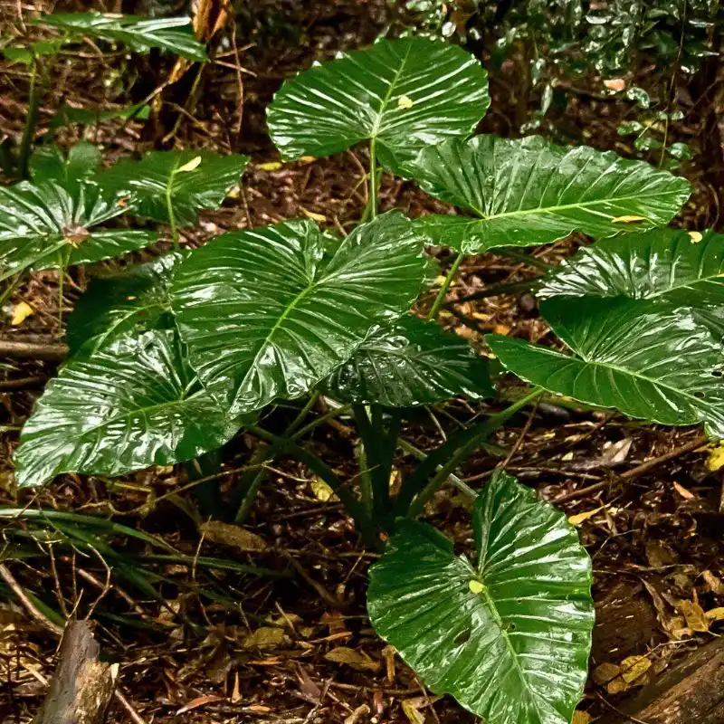 Why Plants Panic When it Rains