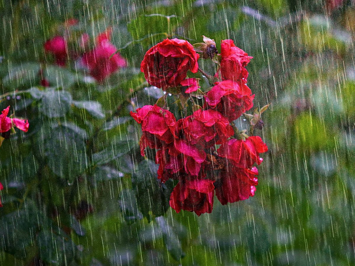 Why Plants Panic When it Rains