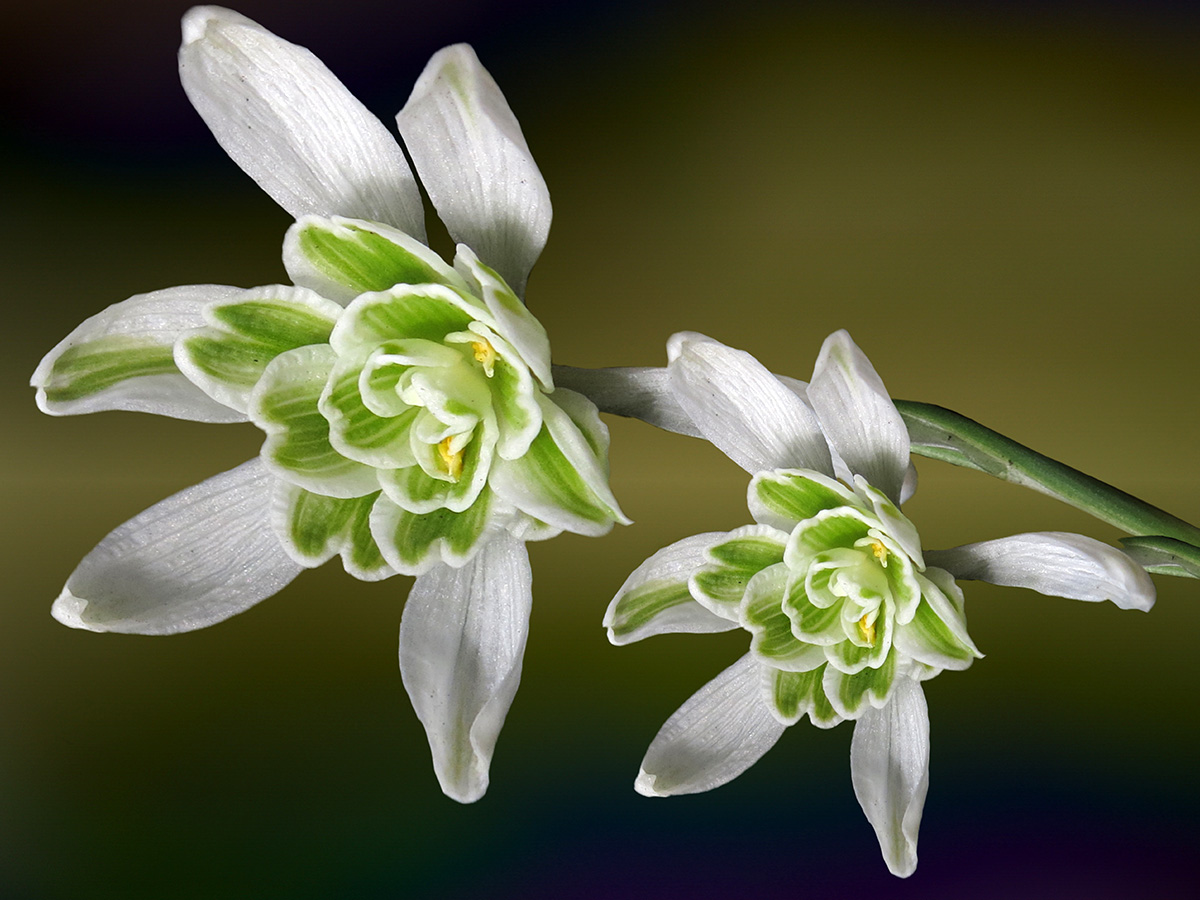 Snowdrops Galanthus