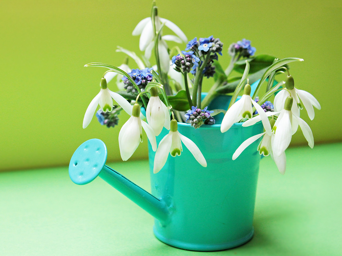 Snowdrops and Forget-me-nots