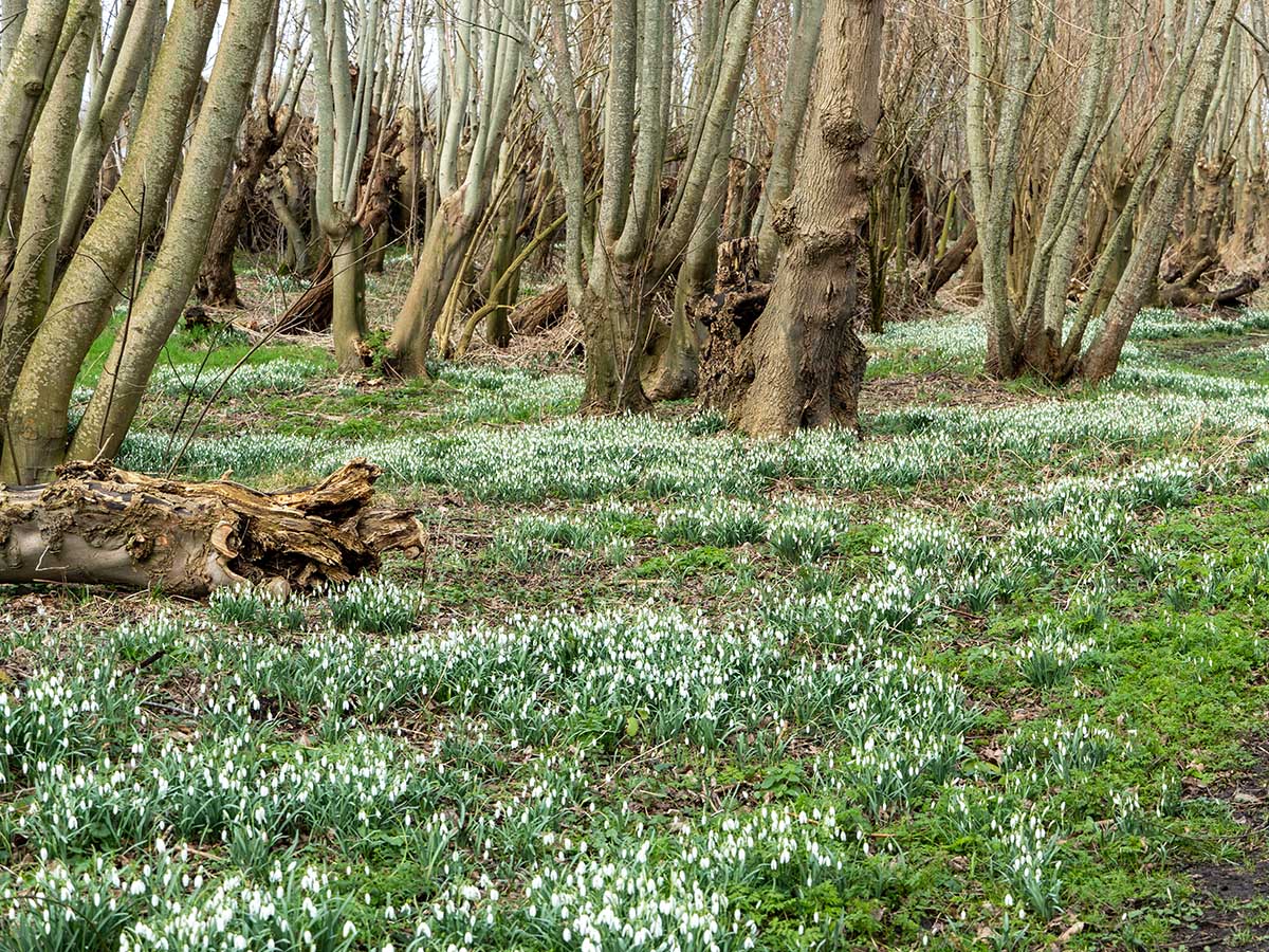 Field of Snowdrops