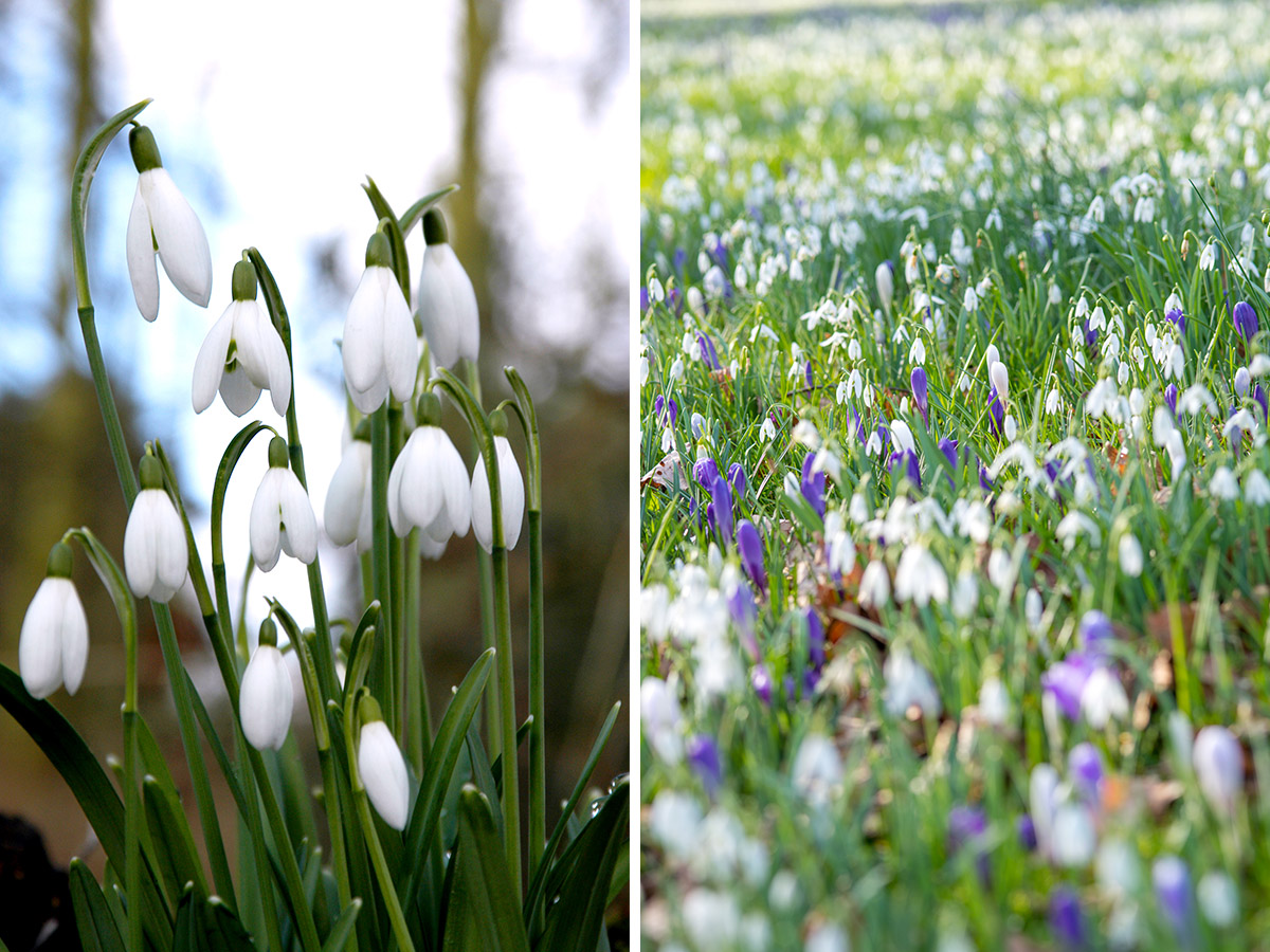 Field of Galanthus Nivalis and Crocus vernus