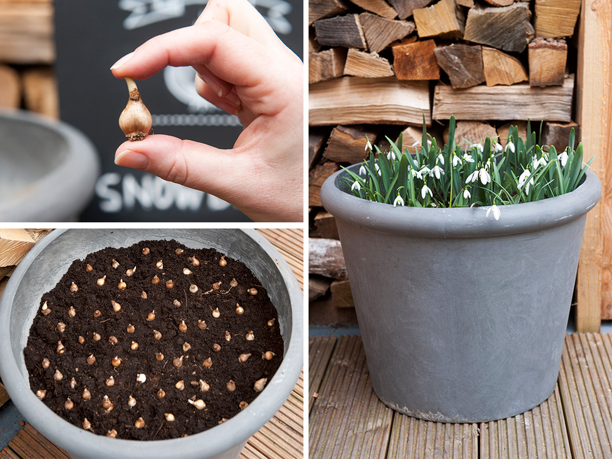 Planting Galanthus bulbs in a pot