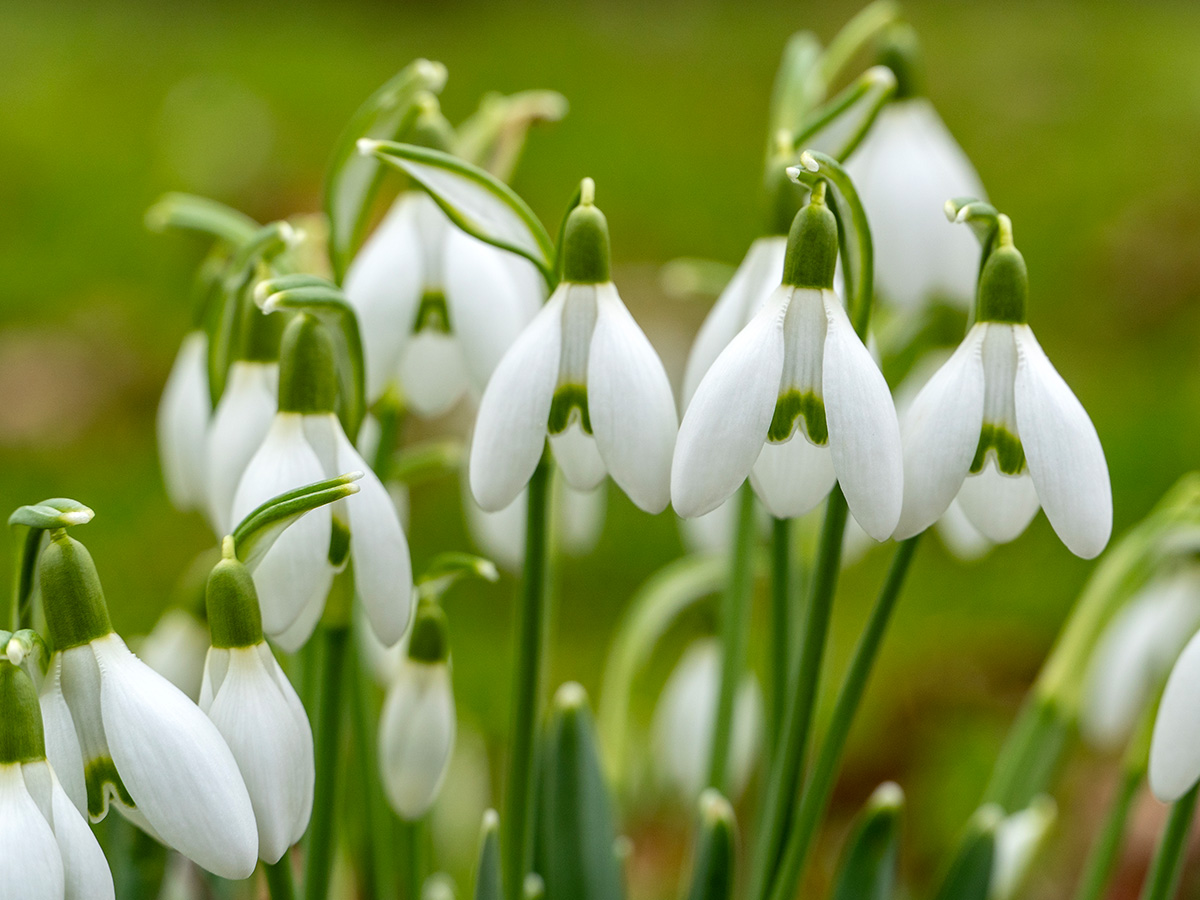 Snowdrops zoomed in