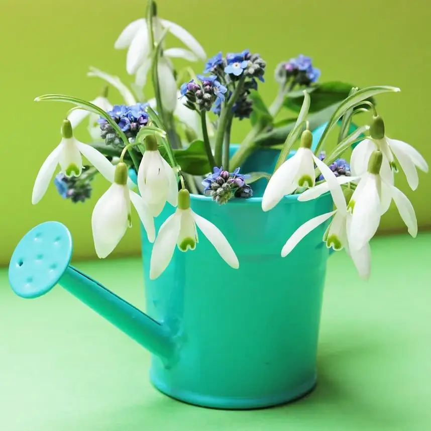 Galanthus blooming