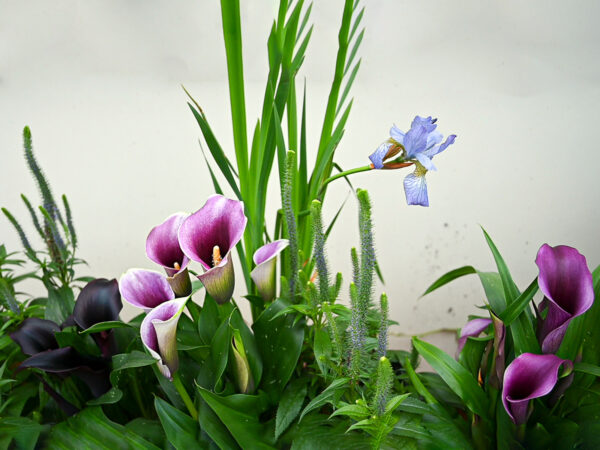 Did You Ever Consider Calla as a Pot Plant Indoor