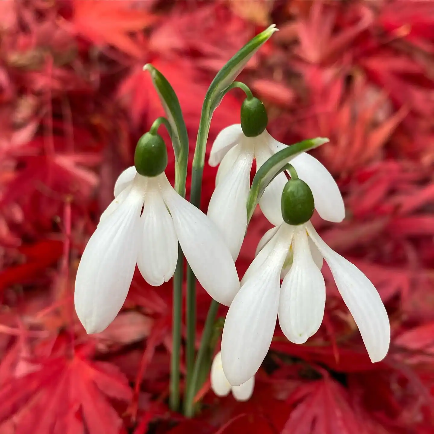 January Birth Month Flowers