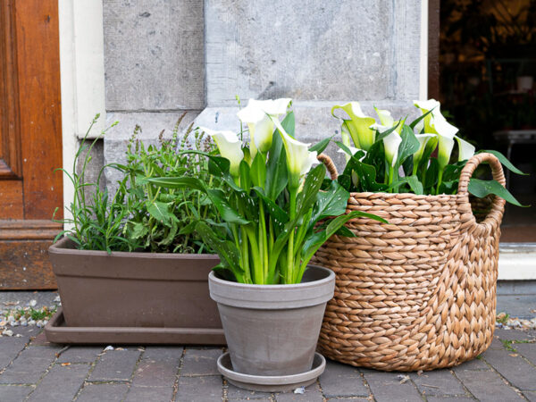 Did You Ever Consider Calla as a Pot Plant Outdoor