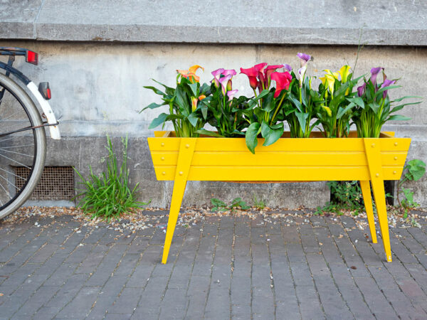 Did You Ever Consider Calla as a Pot Plant Outdoor