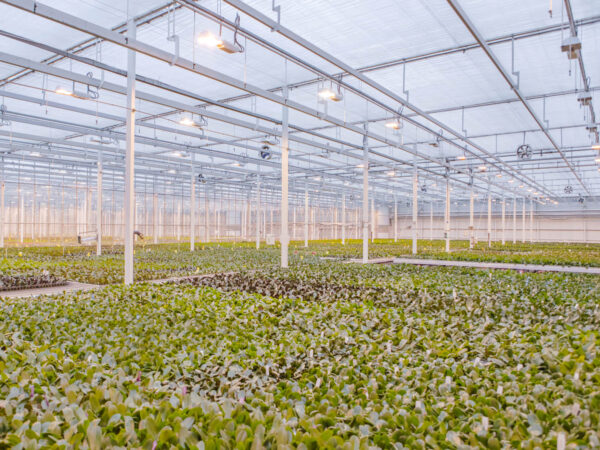 JMP Flowers Stirs Up Phalaenopsis Popularity in Poland