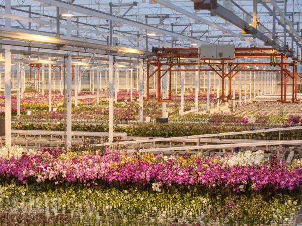 JMP Flowers Stirs Up Phalaenopsis Popularity in Poland