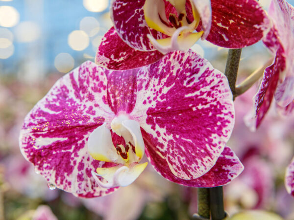 JMP Flowers Stirs Up Phalaenopsis Popularity in Poland