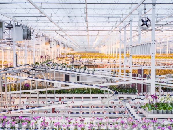 JMP Flowers Stirs Up Phalaenopsis Popularity in Poland - Article on Thursd