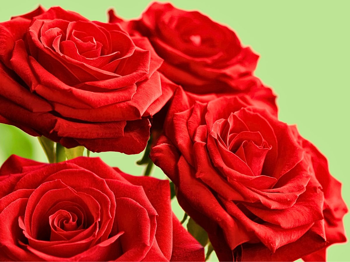 Meaning and Popularity of Red Roses on Valentine's Day