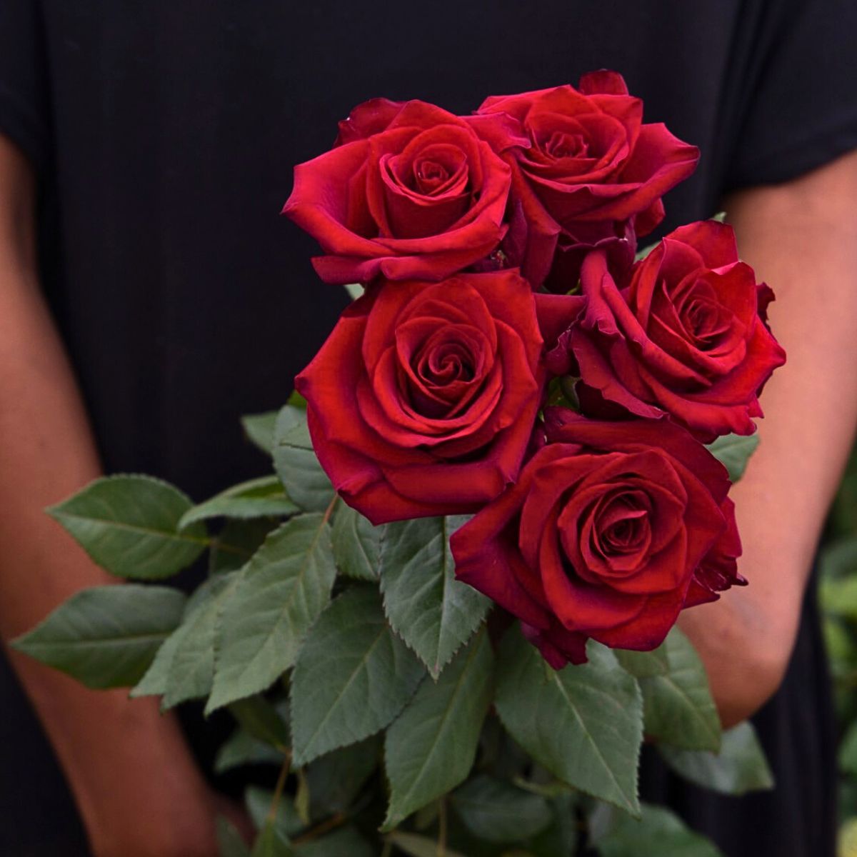 Meaning and Popularity of Red Roses on Valentine's Day