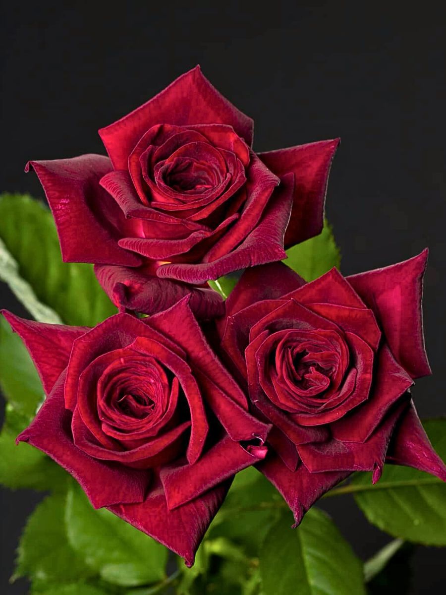 Meaning and Popularity of Red Roses on Valentine's Day