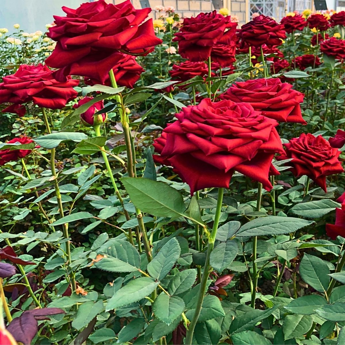 Meaning and Popularity of Red Roses on Valentine's Day