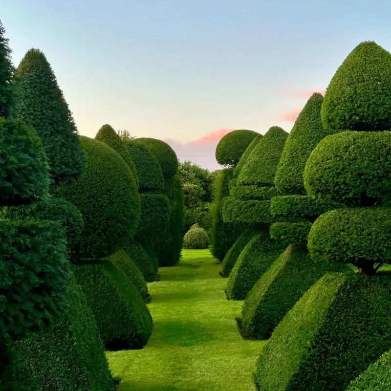 beautifully designed privacy shrubs