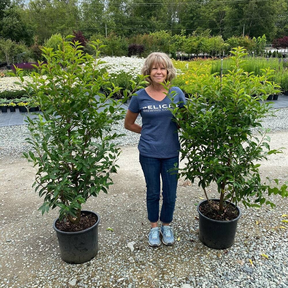 Narrow leaf portuguese laurel or Prunus Lusitanica Angustifolia