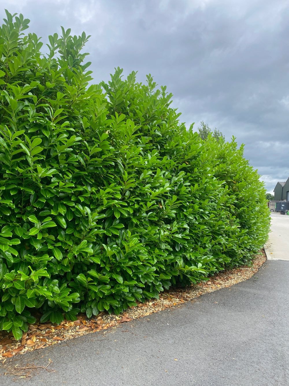 Cherry Laurel, or Laurus Caucasica