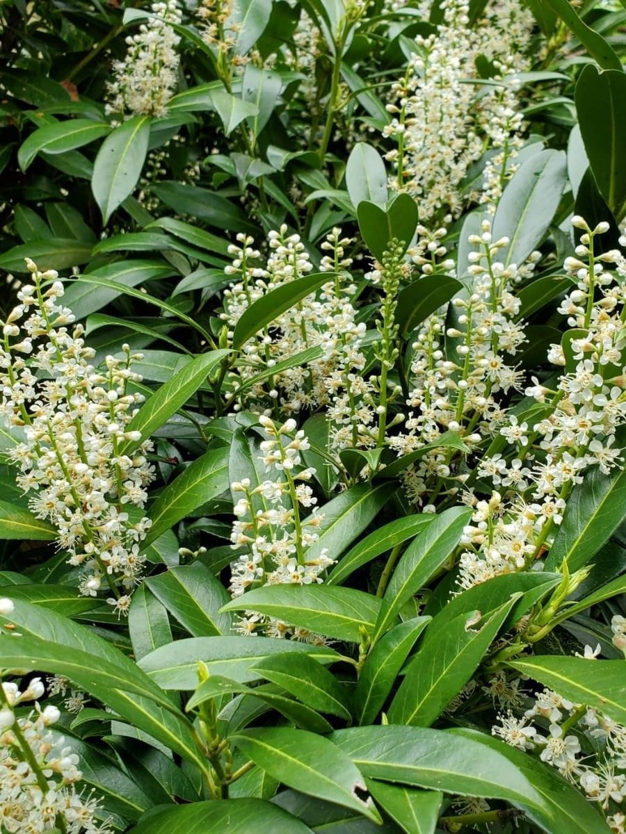 Cherry Laurel or the Prunus Laurocerasus Rotundifolia