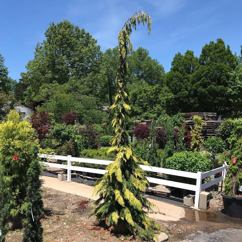 Yvonne Lawson Cypress or Chamaecyparis Lawsoniana