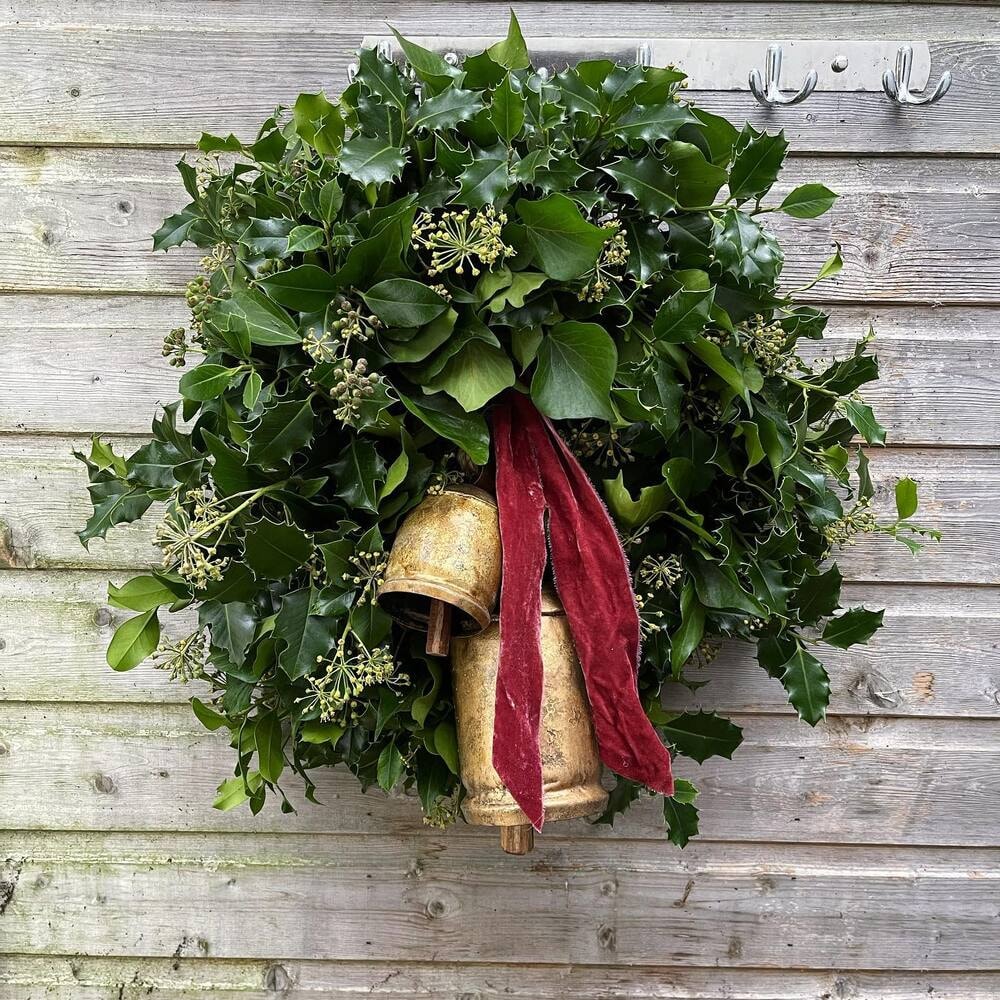 Irish Ivy or Hedera Hibernica