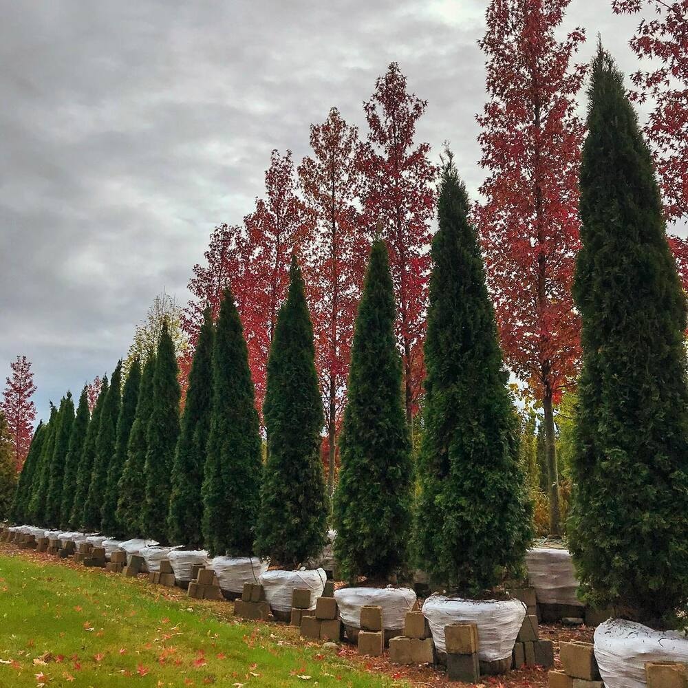 Brabant White Cedar or Thuja Occidentalis Brabant