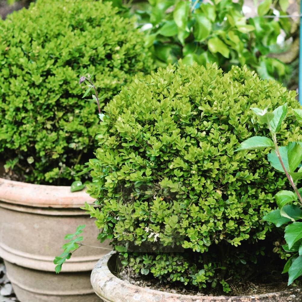 Common Boxwood or Box, also known as Buxus Sempervirens