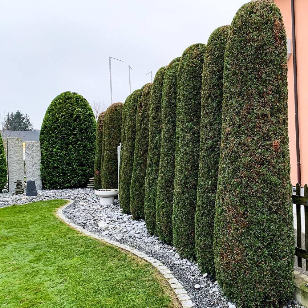 Well groomed privacy shrubs