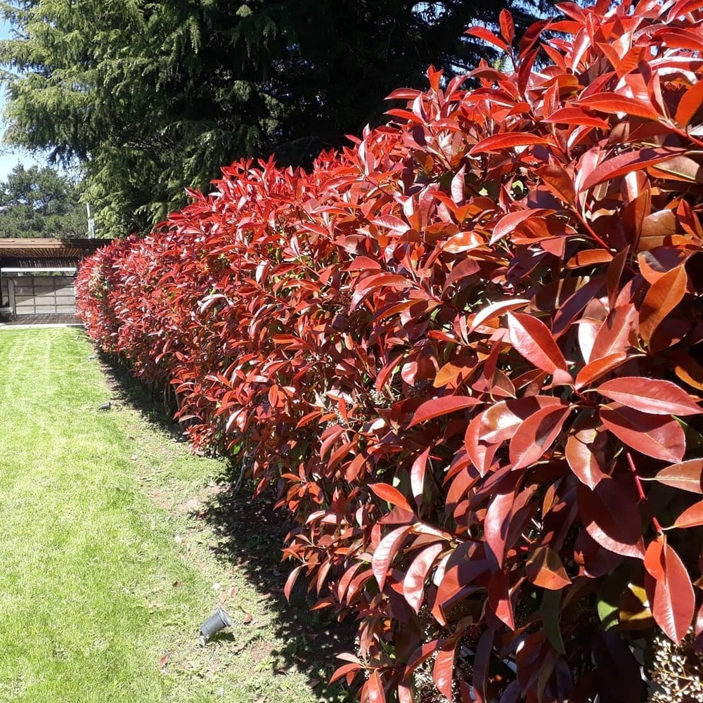 Red Robin, also known as Photinia x fraseri Red Robin