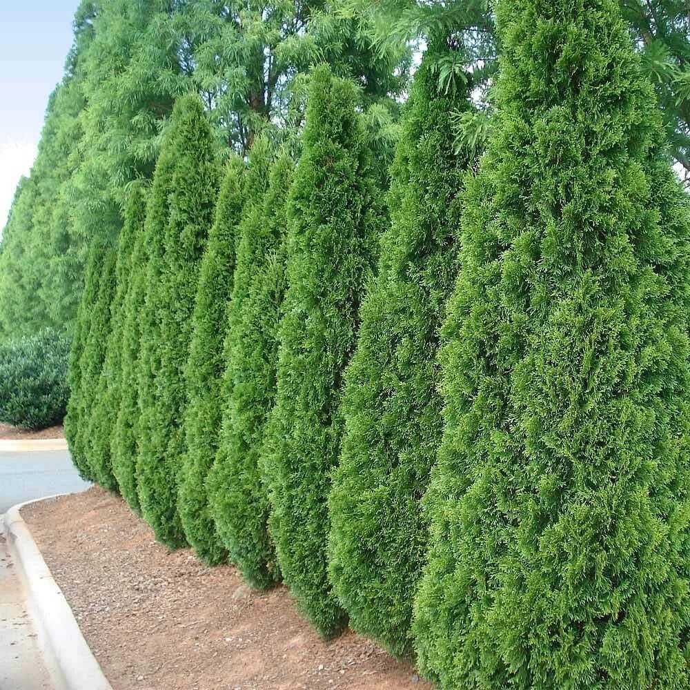 Cupressocyparis leylandii, commonly known as leyland cypress