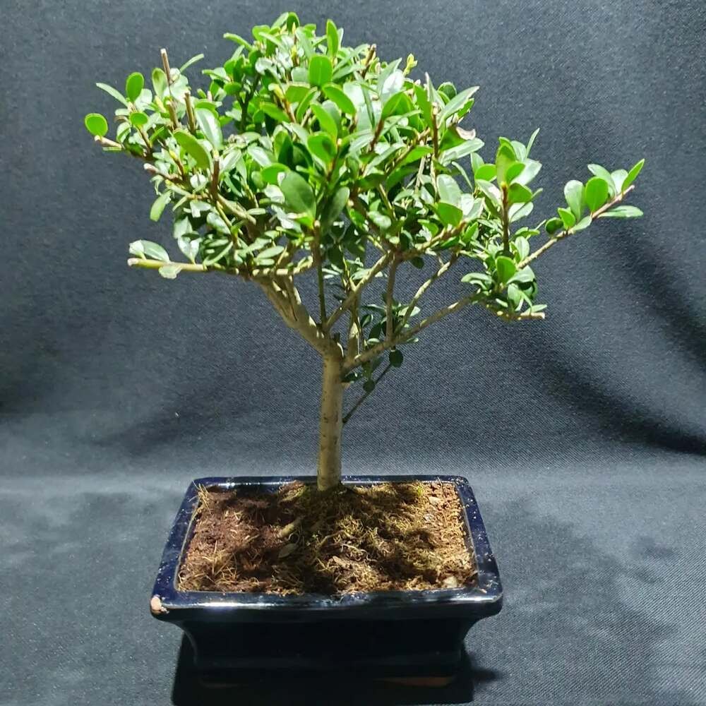 Convex Japanese Holly, scientifically known as Ilex Crenata Convexa