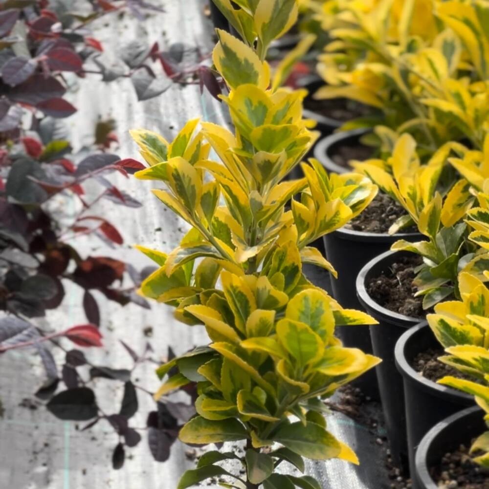 Golden Euonymus or the Euonymus Japonicus Ovatus Aureus