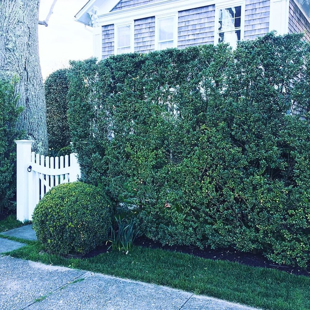 Privacy shrubs planted at the boundary wall of home to provide natural screening