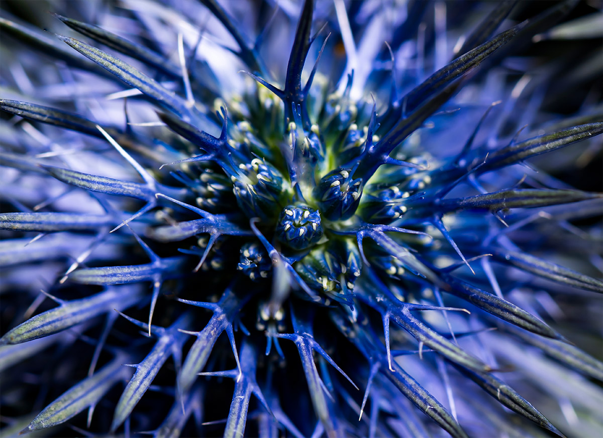 Hanneke Frankema design Eryngium Magnetar Questar detail