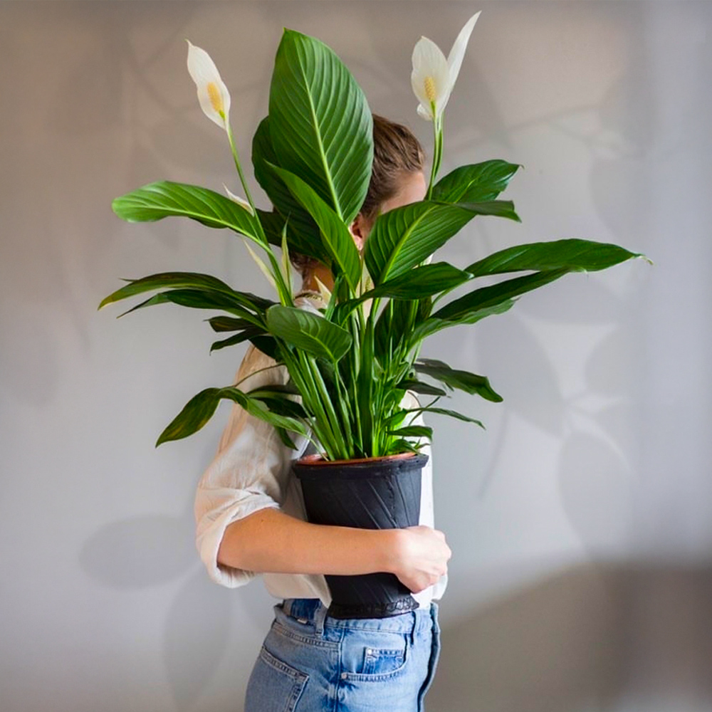 Spathiphyllum peace lily plant