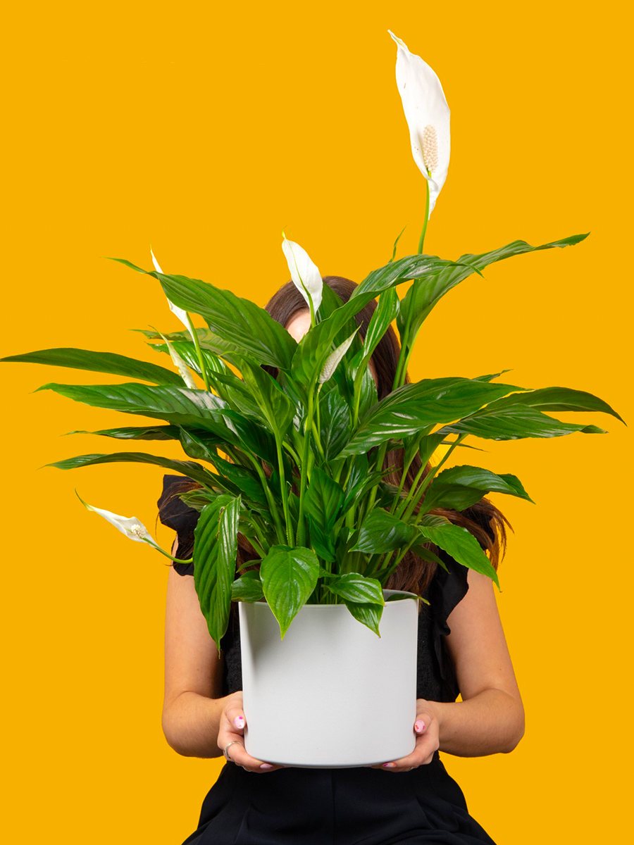 Spathiphyllum peace lily plant by littledobbies